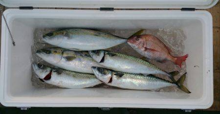 火遠理丸（ほおりまる） 釣果