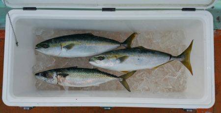 火遠理丸(ほおりまる) 釣果