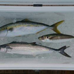 火遠理丸(ほおりまる) 釣果