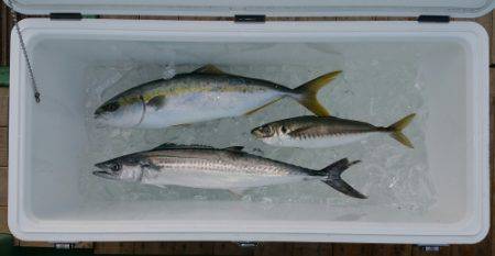 火遠理丸(ほおりまる) 釣果