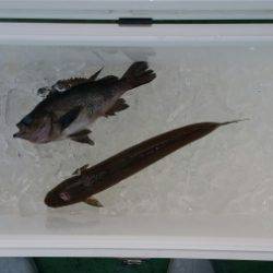 火遠理丸(ほおりまる) 釣果