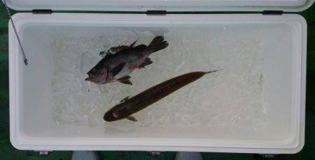 火遠理丸(ほおりまる) 釣果