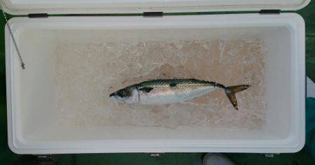 火遠理丸(ほおりまる) 釣果