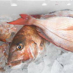 こうゆう丸 釣果