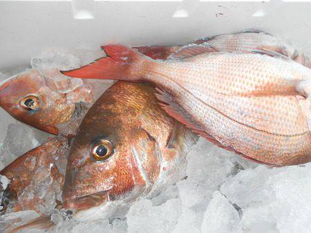 こうゆう丸 釣果