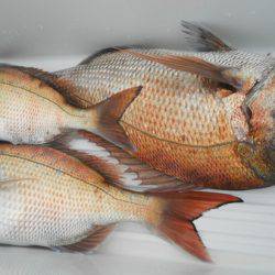 こうゆう丸 釣果