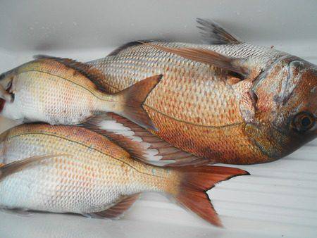 こうゆう丸 釣果