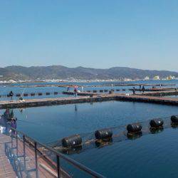 淡路じゃのひれフィッシングパーク 釣果