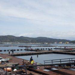 淡路じゃのひれフィッシングパーク 釣果