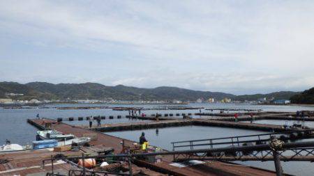 淡路じゃのひれフィッシングパーク 釣果