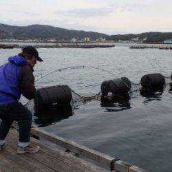 淡路じゃのひれフィッシングパーク 釣果