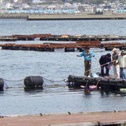 淡路じゃのひれフィッシングパーク 釣果