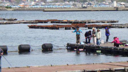淡路じゃのひれフィッシングパーク 釣果