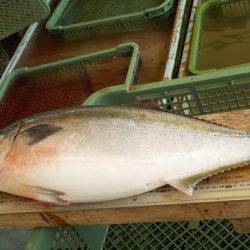 淡路じゃのひれフィッシングパーク 釣果