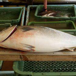 淡路じゃのひれフィッシングパーク 釣果