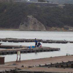 淡路じゃのひれフィッシングパーク 釣果