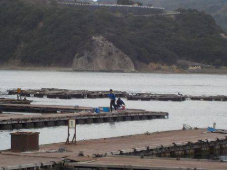 淡路じゃのひれフィッシングパーク 釣果