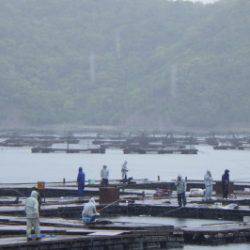 淡路じゃのひれフィッシングパーク 釣果