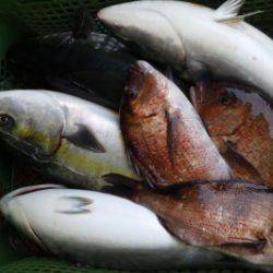 淡路じゃのひれフィッシングパーク 釣果