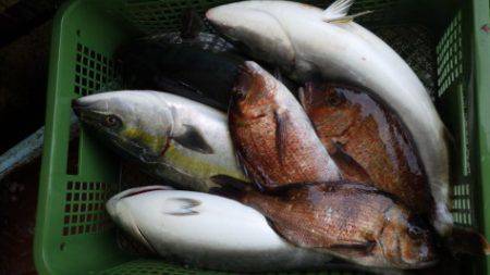 淡路じゃのひれフィッシングパーク 釣果