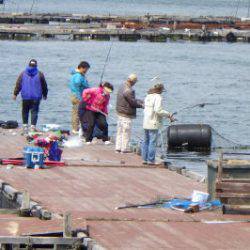 淡路じゃのひれフィッシングパーク 釣果