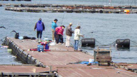 淡路じゃのひれフィッシングパーク 釣果