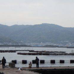 淡路じゃのひれフィッシングパーク 釣果