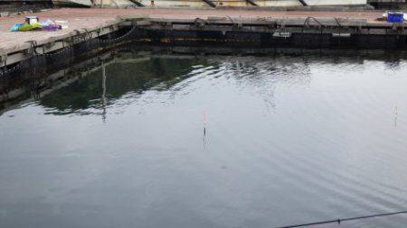 淡路じゃのひれフィッシングパーク 釣果