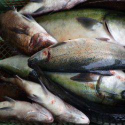 淡路じゃのひれフィッシングパーク 釣果