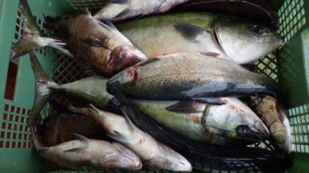 淡路じゃのひれフィッシングパーク 釣果