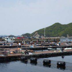 淡路じゃのひれフィッシングパーク 釣果