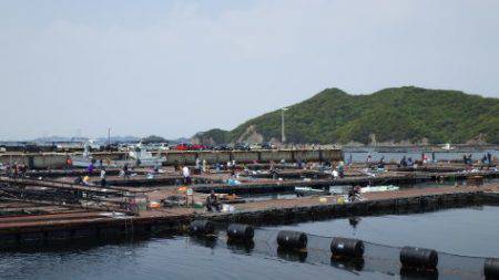 淡路じゃのひれフィッシングパーク 釣果