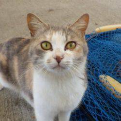 淡路じゃのひれフィッシングパーク 釣果