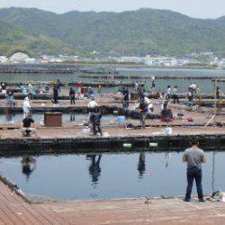 淡路じゃのひれフィッシングパーク 釣果