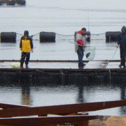 淡路じゃのひれフィッシングパーク 釣果