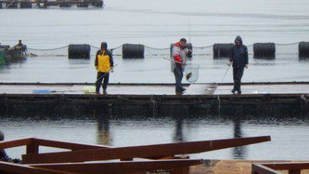 淡路じゃのひれフィッシングパーク 釣果