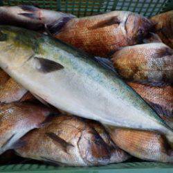 淡路じゃのひれフィッシングパーク 釣果