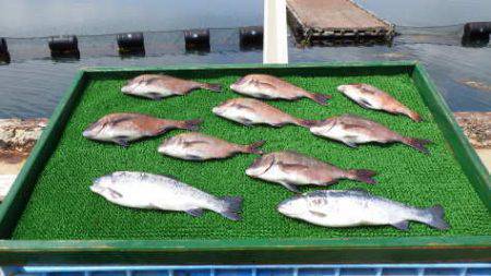 淡路じゃのひれフィッシングパーク 釣果