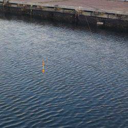 淡路じゃのひれフィッシングパーク 釣果