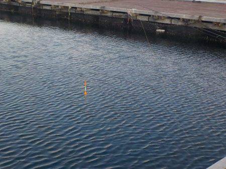 淡路じゃのひれフィッシングパーク 釣果