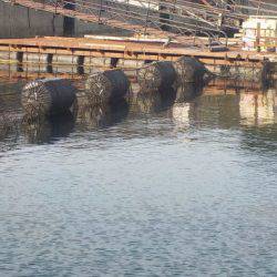 淡路じゃのひれフィッシングパーク 釣果