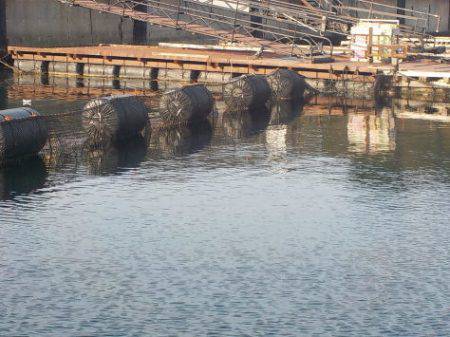 淡路じゃのひれフィッシングパーク 釣果