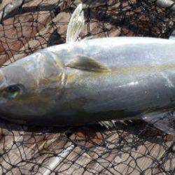 淡路じゃのひれフィッシングパーク 釣果