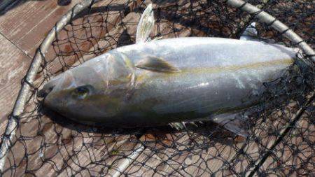 淡路じゃのひれフィッシングパーク 釣果
