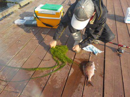 淡路じゃのひれフィッシングパーク 釣果