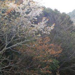 淡路じゃのひれフィッシングパーク 釣果