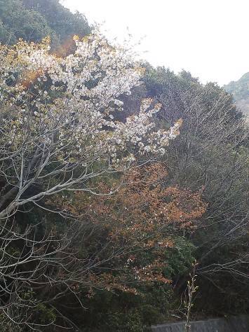 淡路じゃのひれフィッシングパーク 釣果