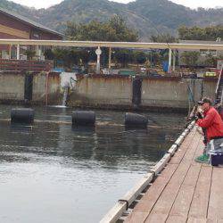 淡路じゃのひれフィッシングパーク 釣果