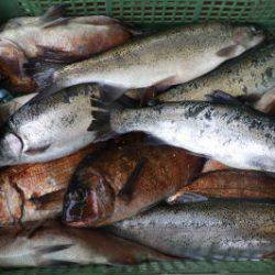 淡路じゃのひれフィッシングパーク 釣果