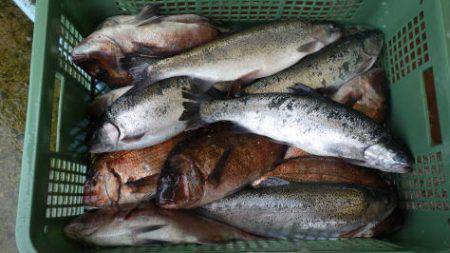 淡路じゃのひれフィッシングパーク 釣果